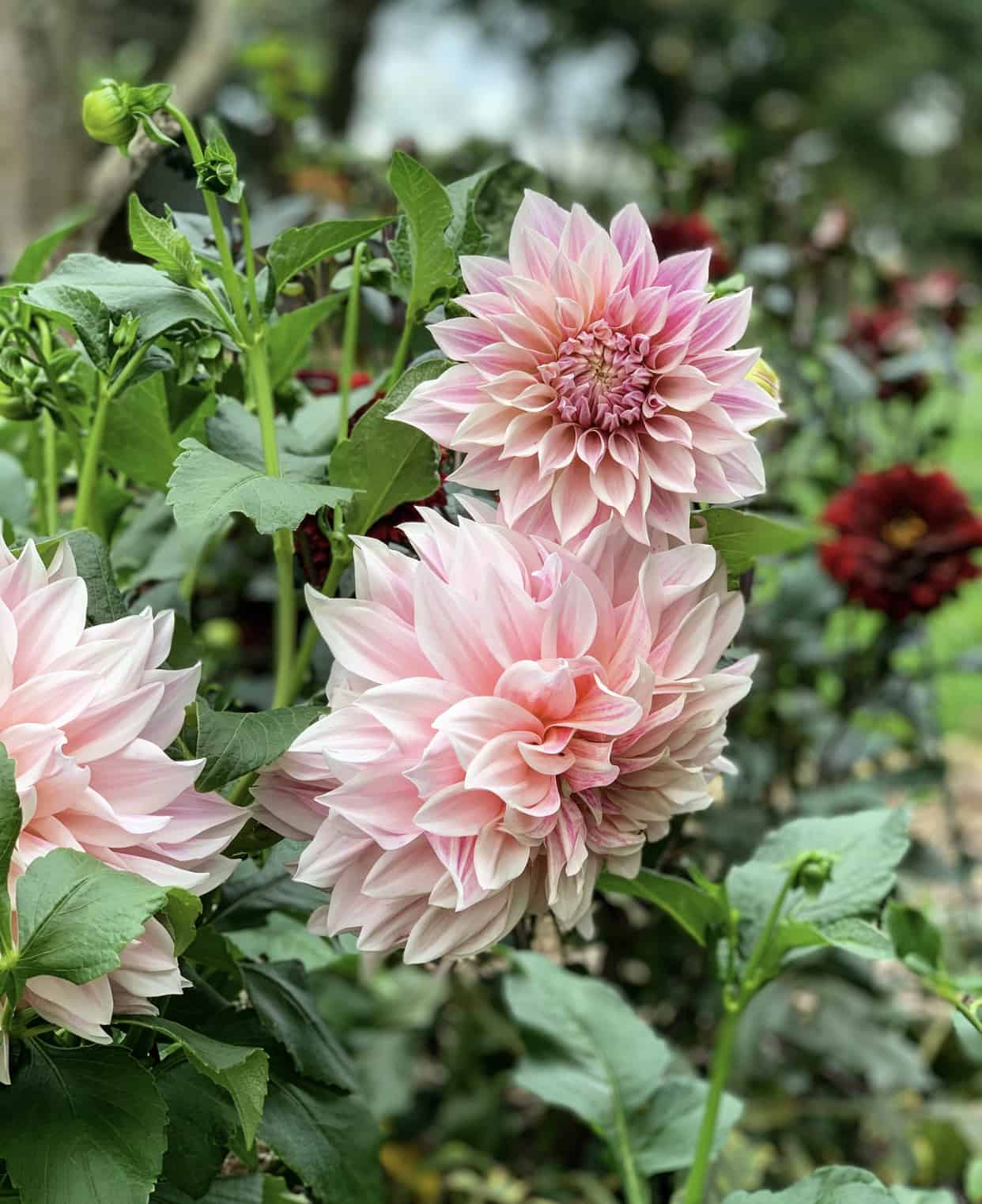 The Best Fall Garden Flowers Stacy Ling