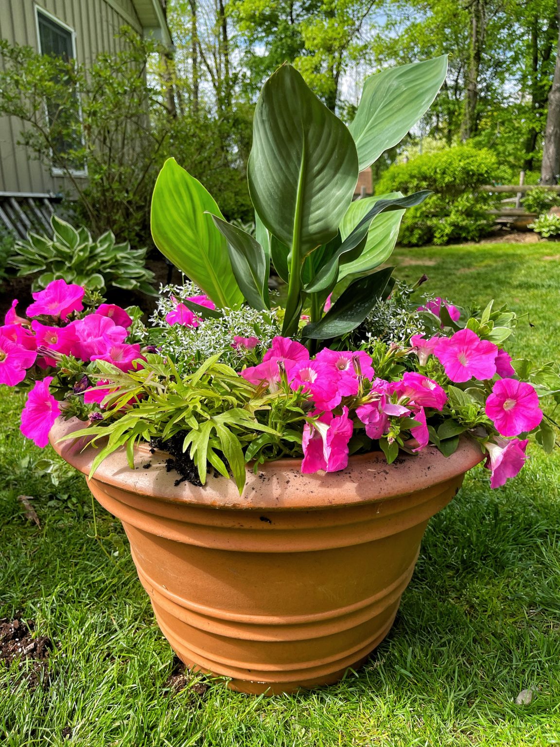 How to Plant Flowers in Window Boxes Stacy Ling