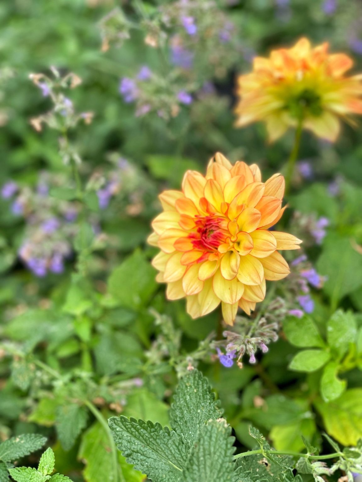 Blooms All Season Long The Secret Weapon of Deadheading Flowers