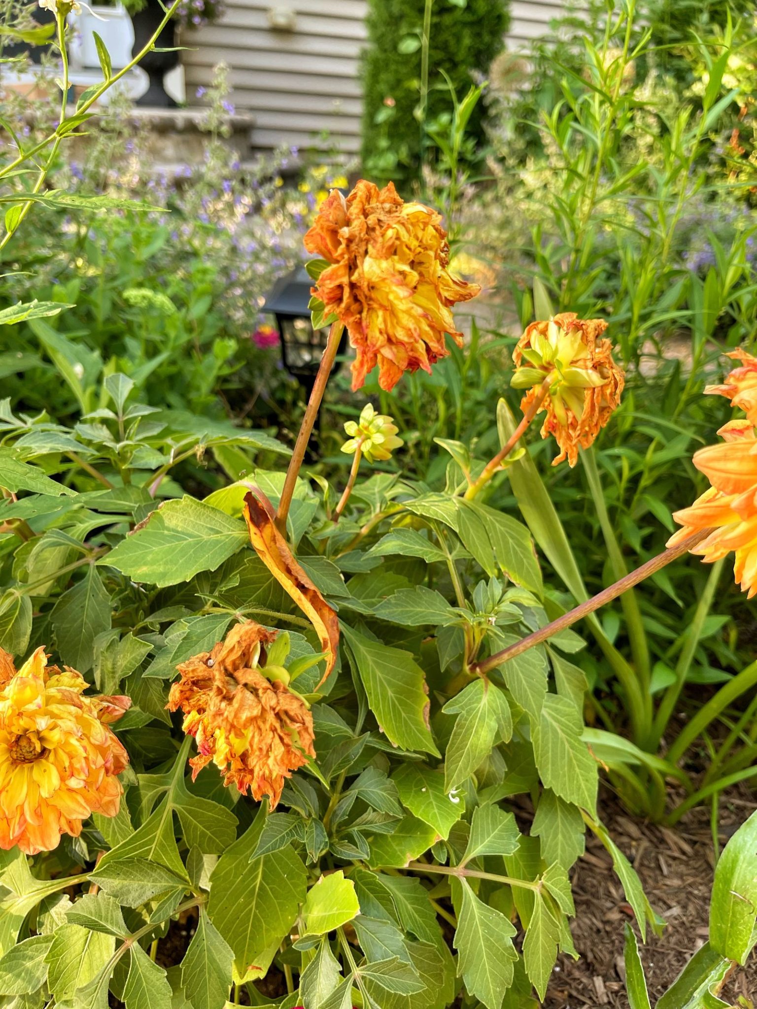 Blooms All Season Long The Secret Weapon of Deadheading Flowers