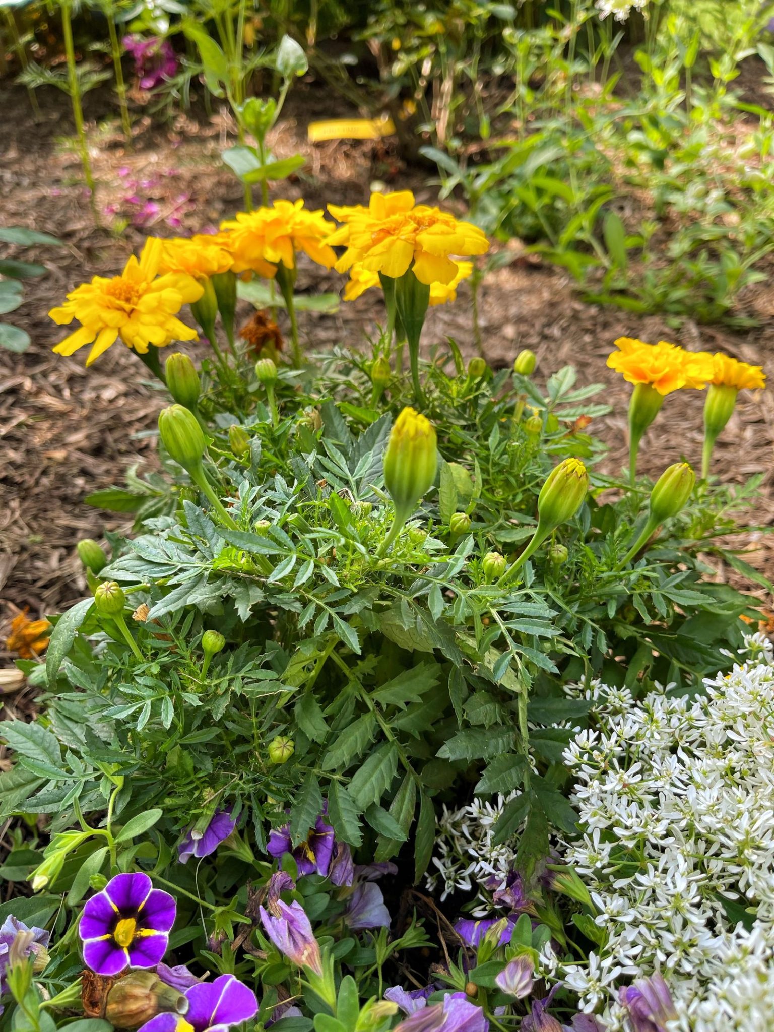Blooms All Season Long The Secret Weapon of Deadheading Flowers