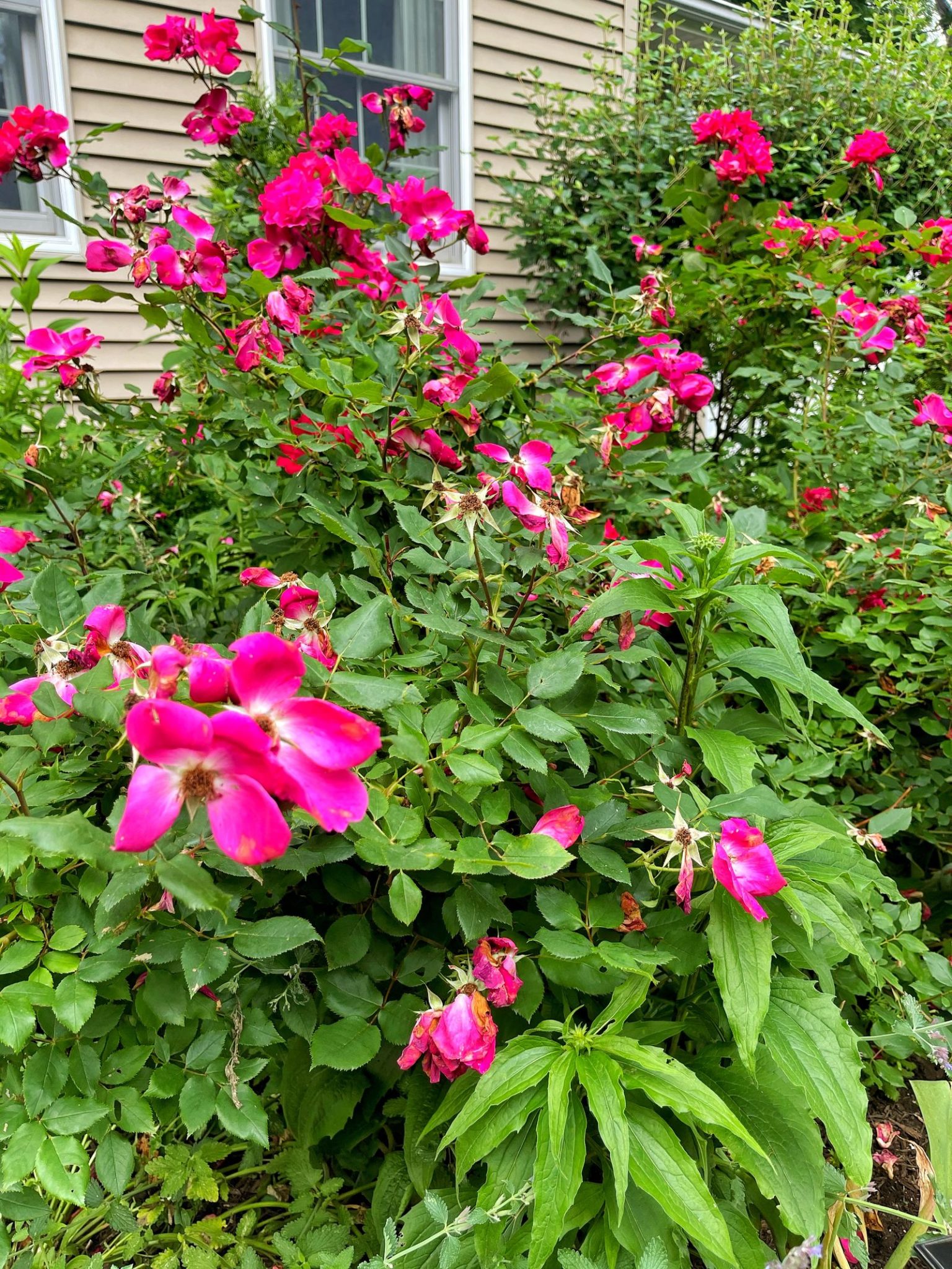 Blooms All Season Long The Secret Weapon of Deadheading Flowers