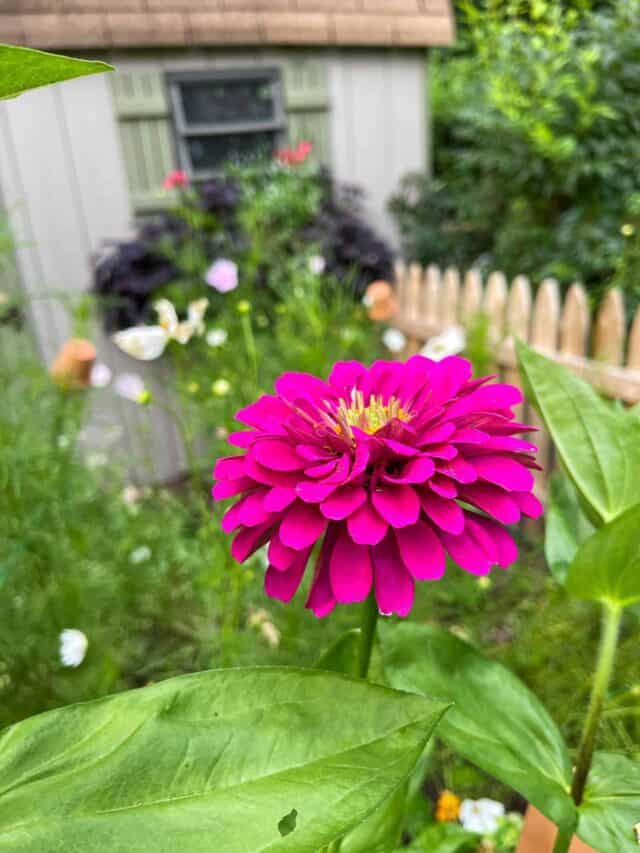 Best Companion Plants for Zinnias Stacy Ling