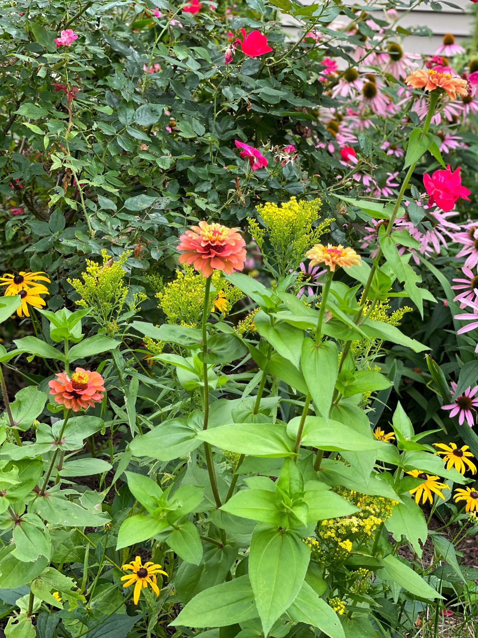 Growing Zinnias Made Easy Your Guide to Effortless Summer Color
