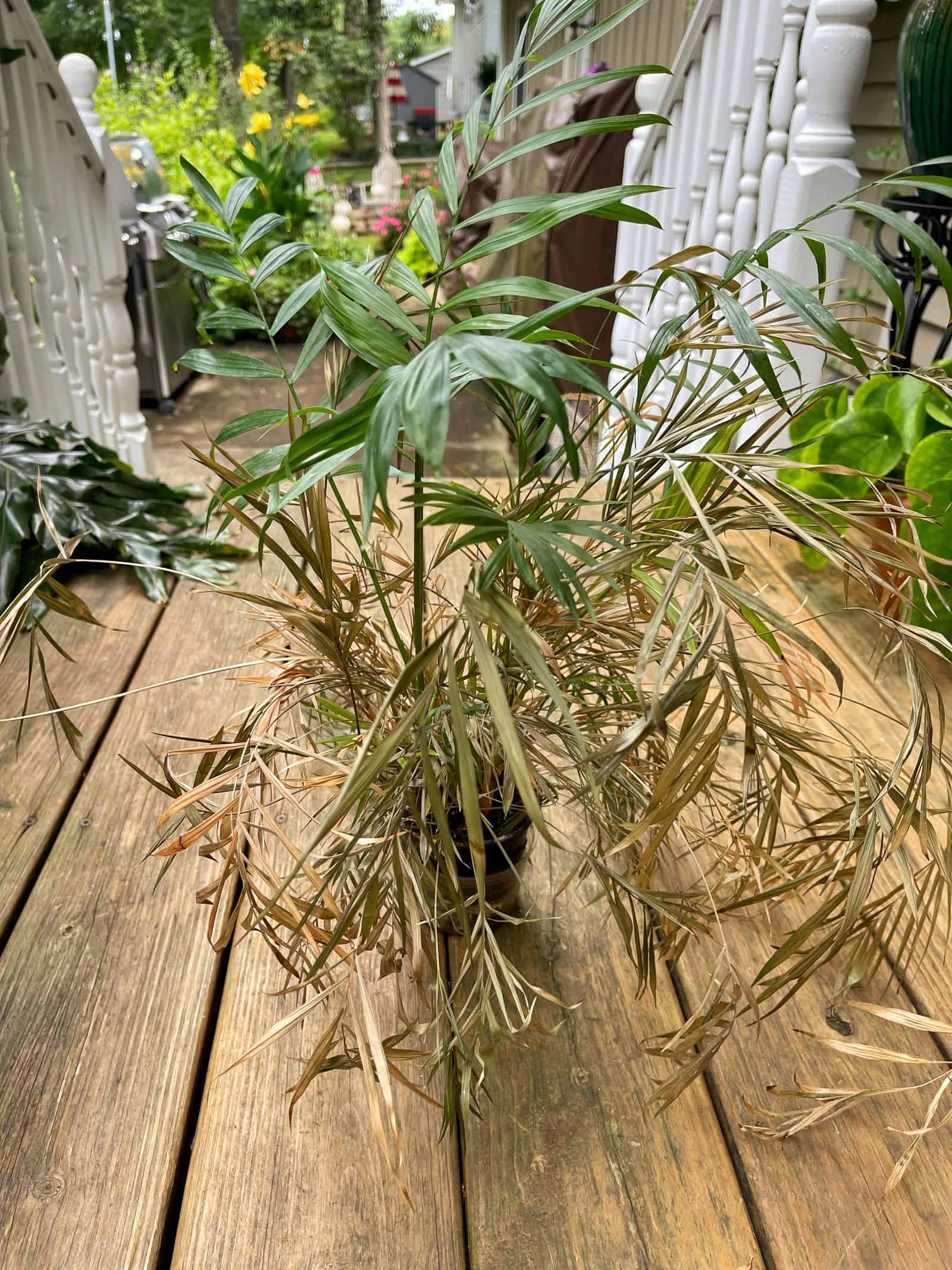 How To Revive Plant Roots at Raphael Garcia blog