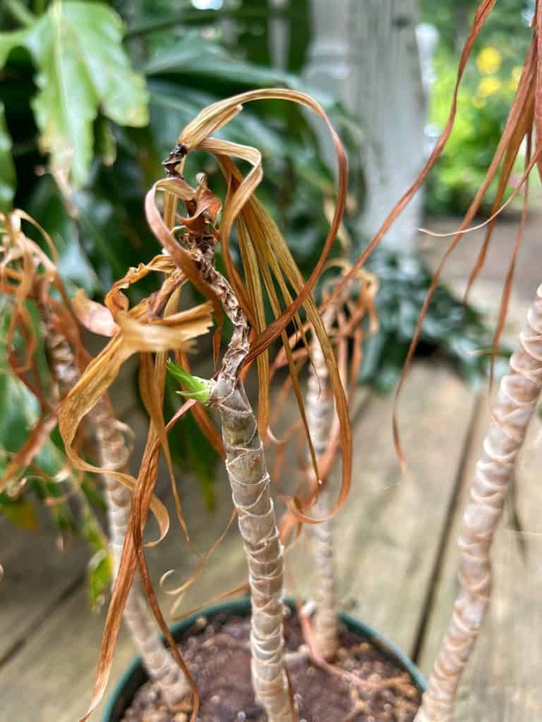 How To Revive Plant Roots at Raphael Garcia blog