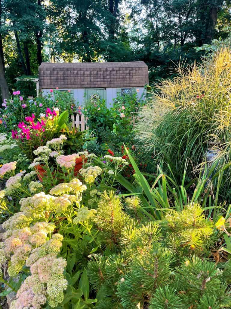 10 Late Summer Blooming Flowers That Grow Into Fall Stacy Ling