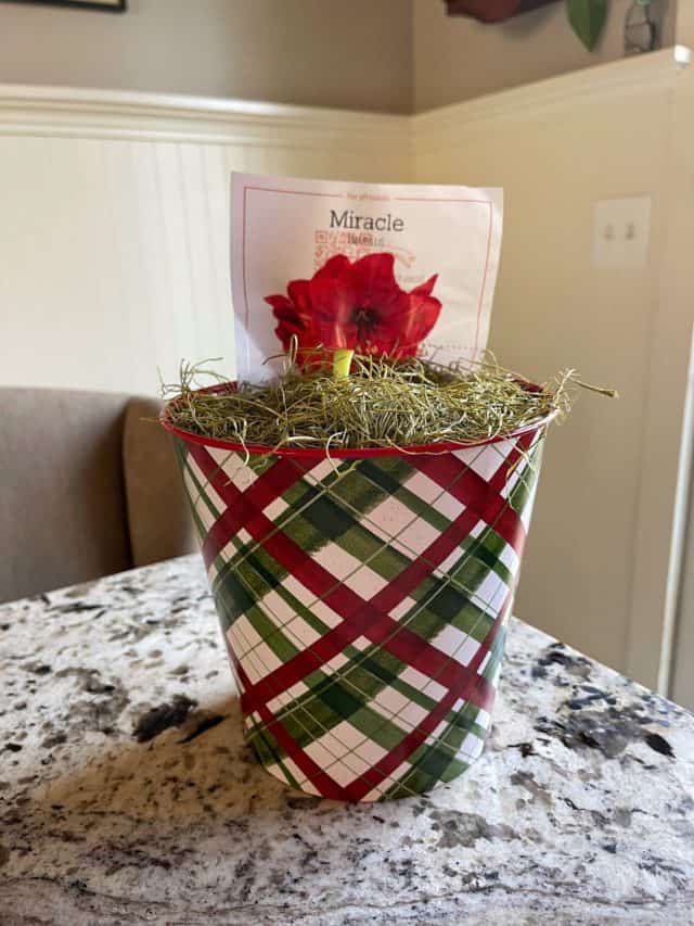 Best Gift Idea for the Holidays in 2022 Stacy Ling