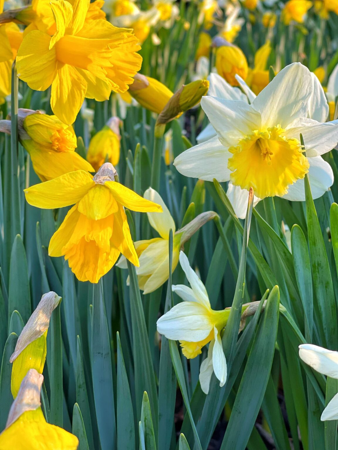 Daffodil Bulbs Not Flowering? Here's Why Stacy Ling
