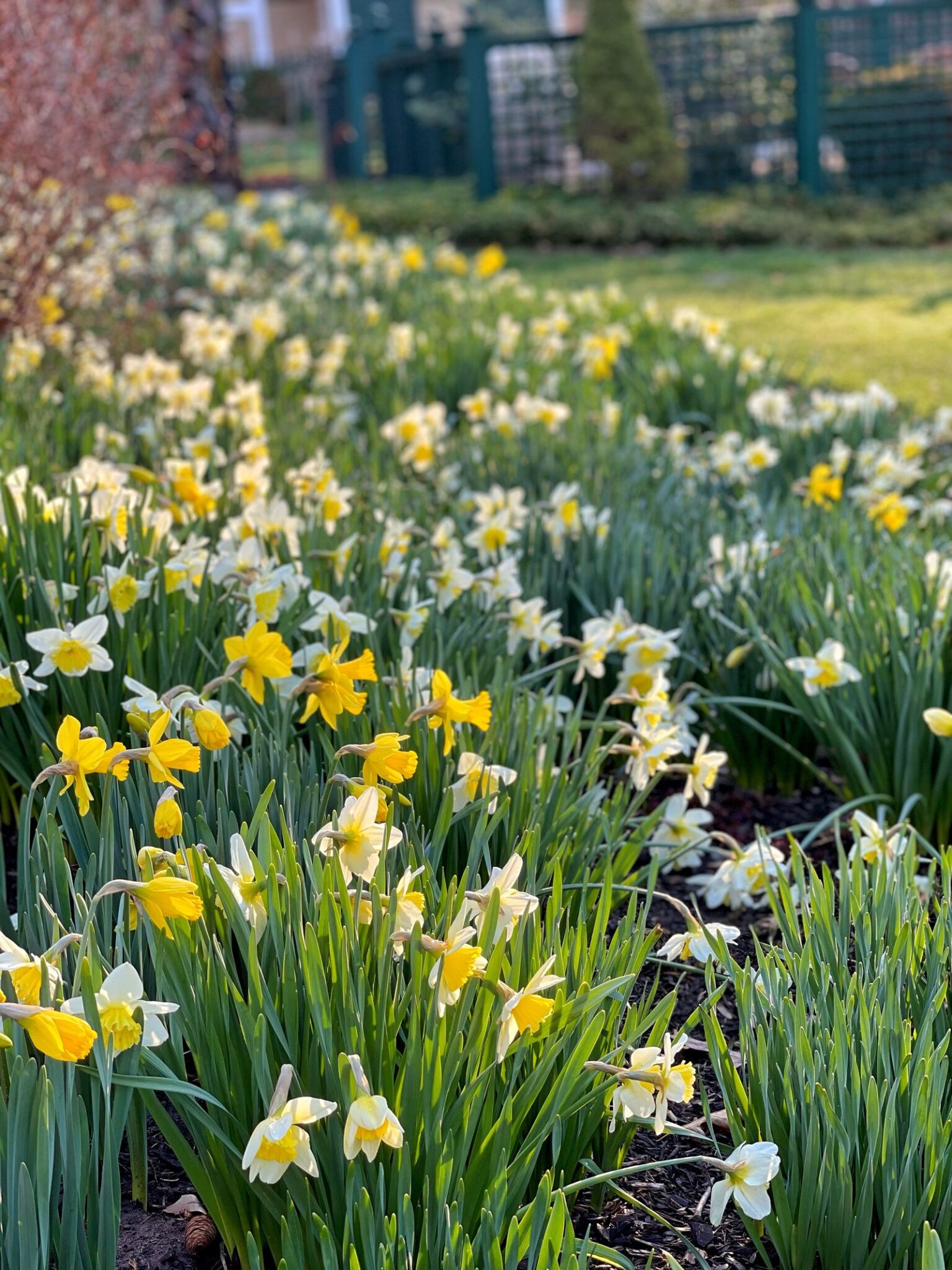 Daffodil Bulbs Not Flowering? Here's Why Stacy Ling