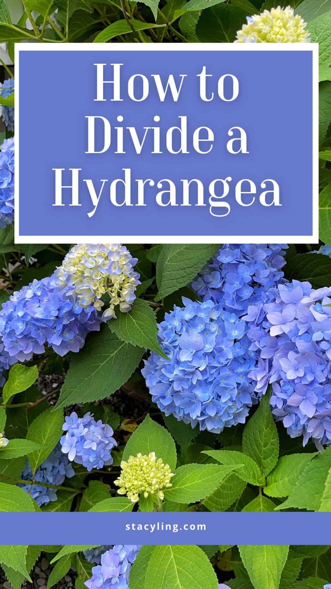 How to Split Hydrangeas? My Heart Lives Here