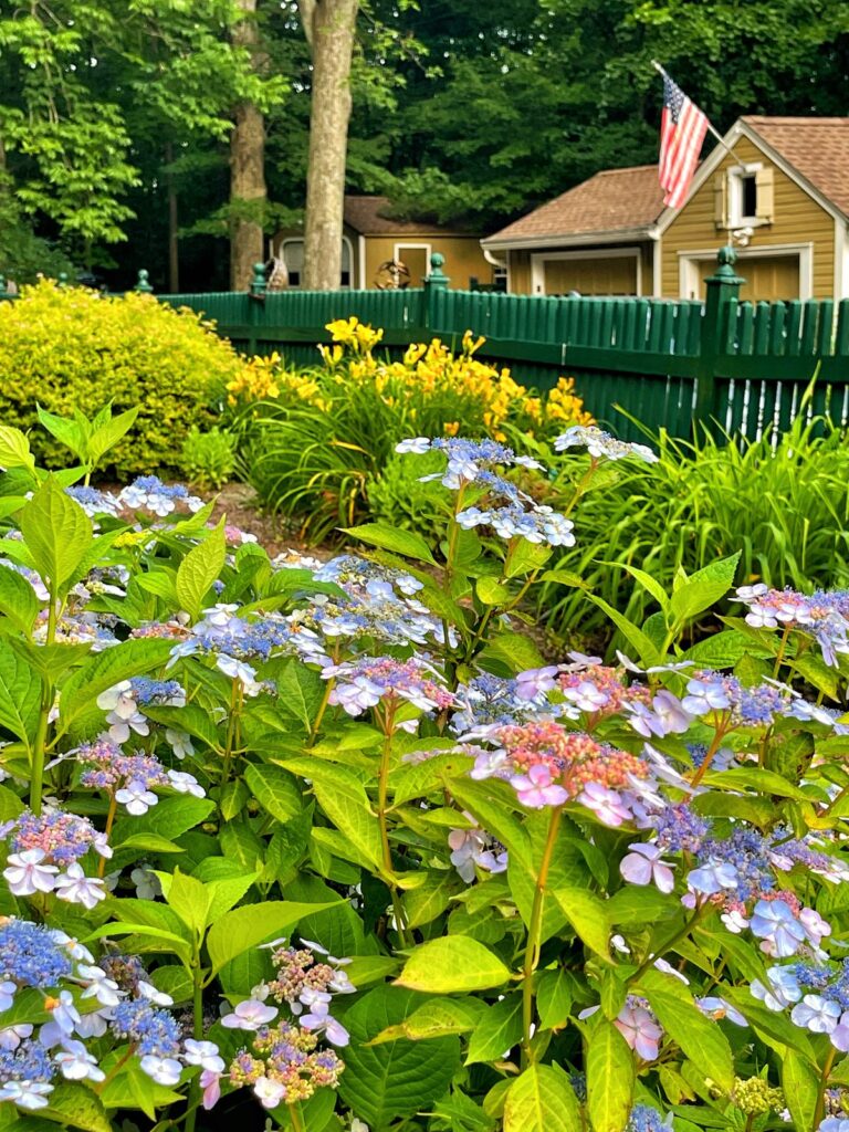 Are Hydrangeas Deer Resistant? The Best Repellent Strategy Bricks 'n