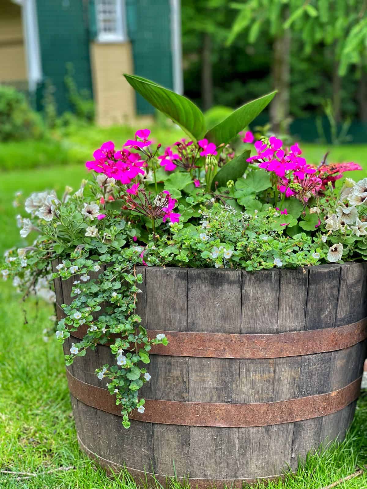 5 Easy Container Gardening Tips for Newbies Stacy Ling