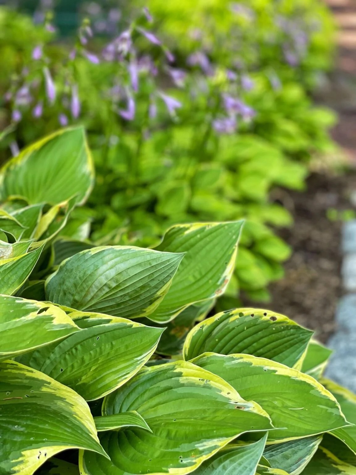 Companion Planting for Hostas Your Guide to PestFree, Beautiful Shade