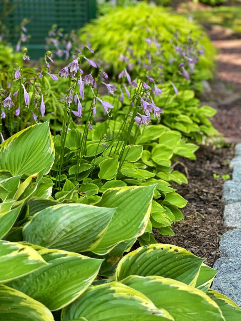 HassleFree Hosta Care for an Effortless Shade Garden Stacy Ling
