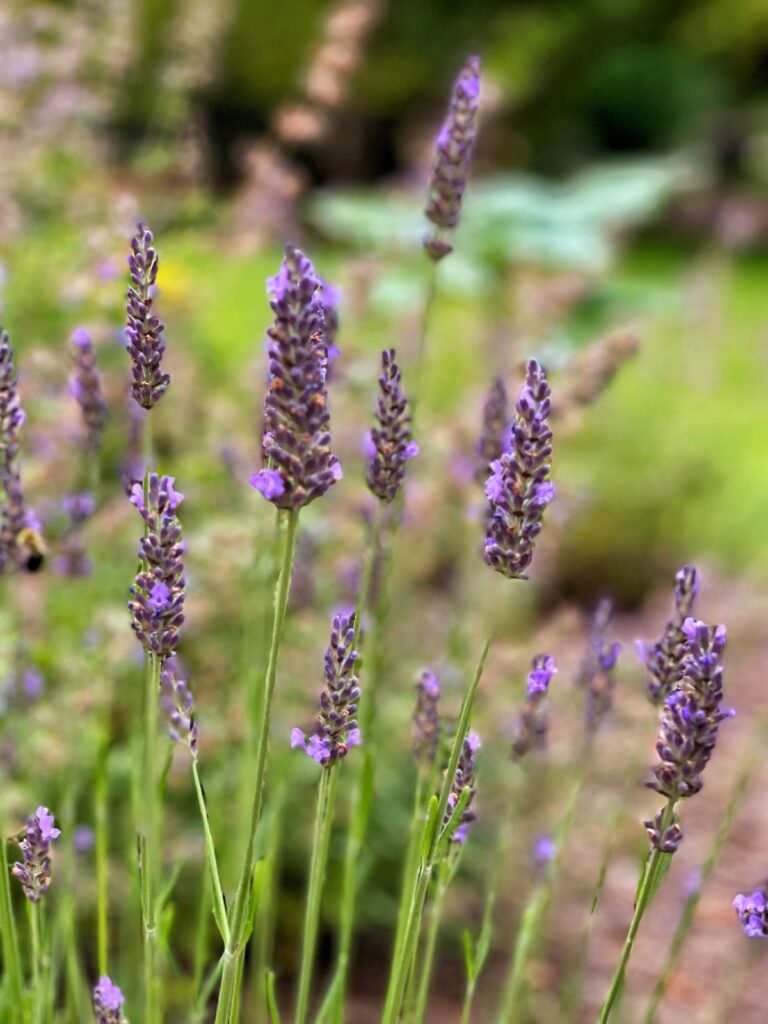 Growing English Lavender Simple Tips for a Fragrant Garden Bricks 'n
