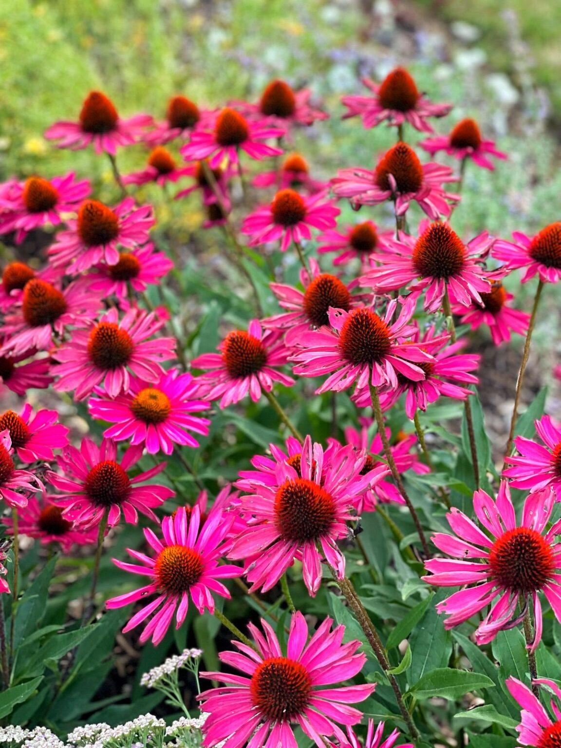 Purple Coneflower Care Your Essential Guide Bricks 'n Blooms with