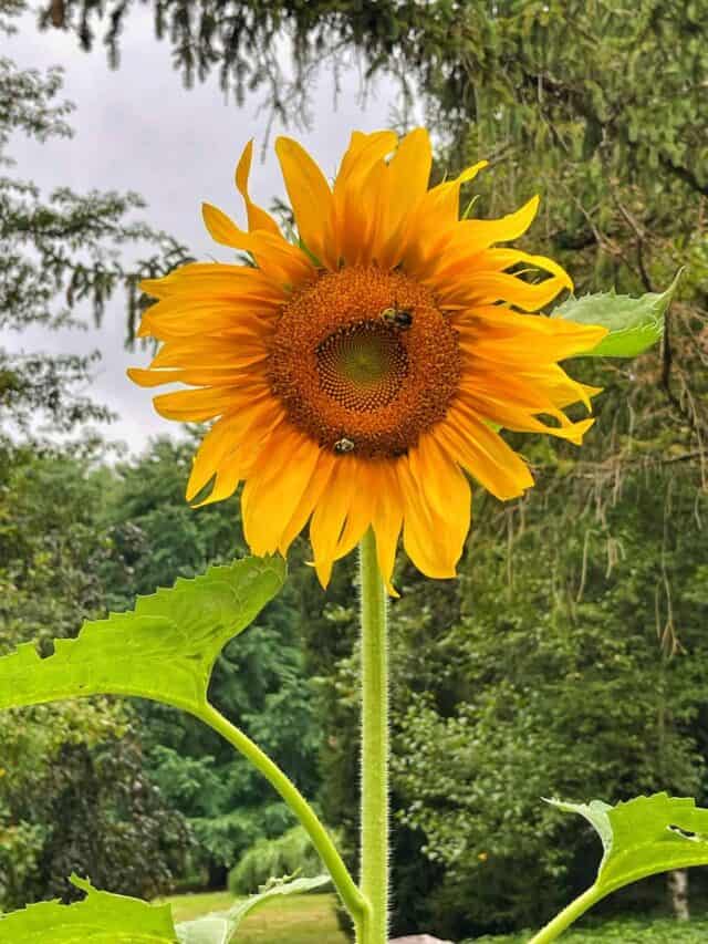 How to Start Sunflowers From Seed Stacy Ling