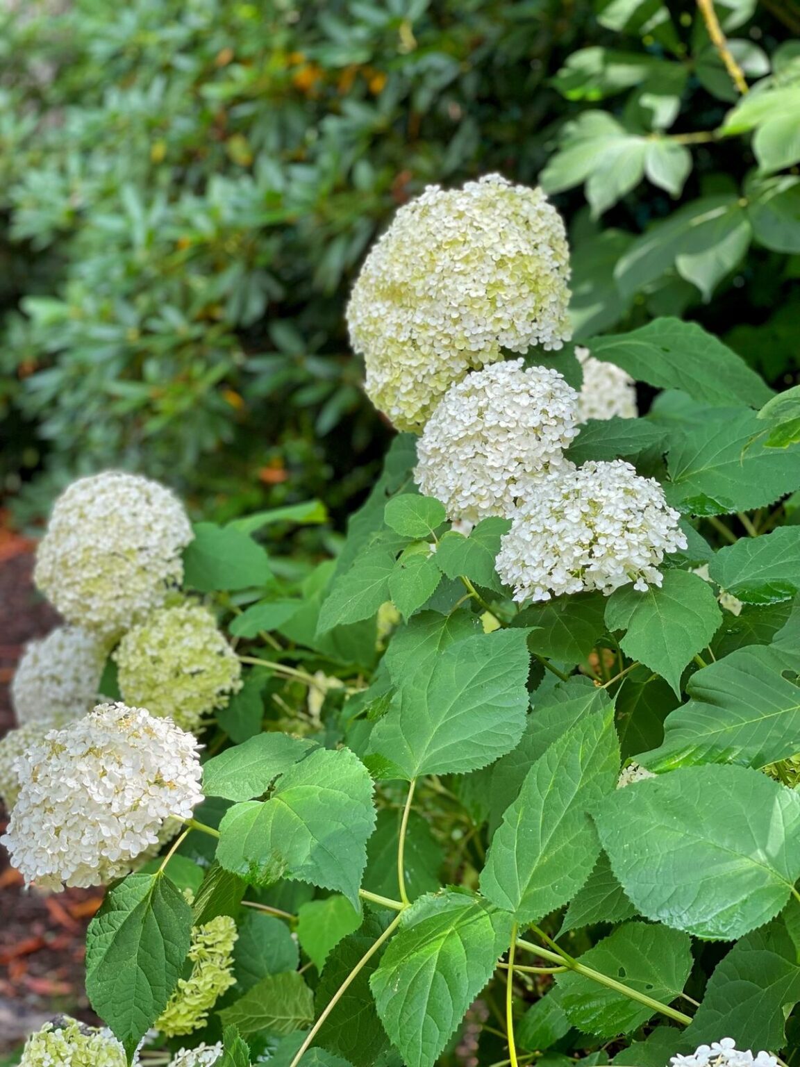 How to Keep Cut Hydrangeas Fresh The Secrets to LongLasting Blooms