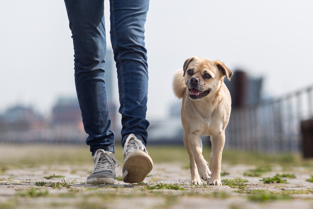 Stadt Hunde Trainer Hunderschule Hamburg Training