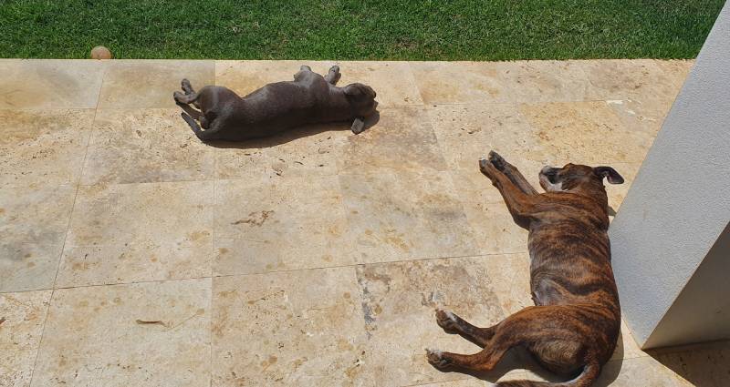 Wie viel Schlaf brauchen Staffies? [Ratgeber]