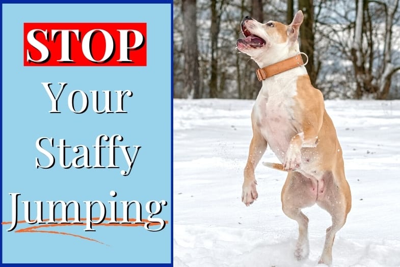 How To Teach Your Dog To Stop Jumping On You