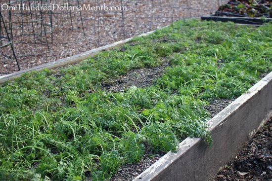 will carrots survive a frost