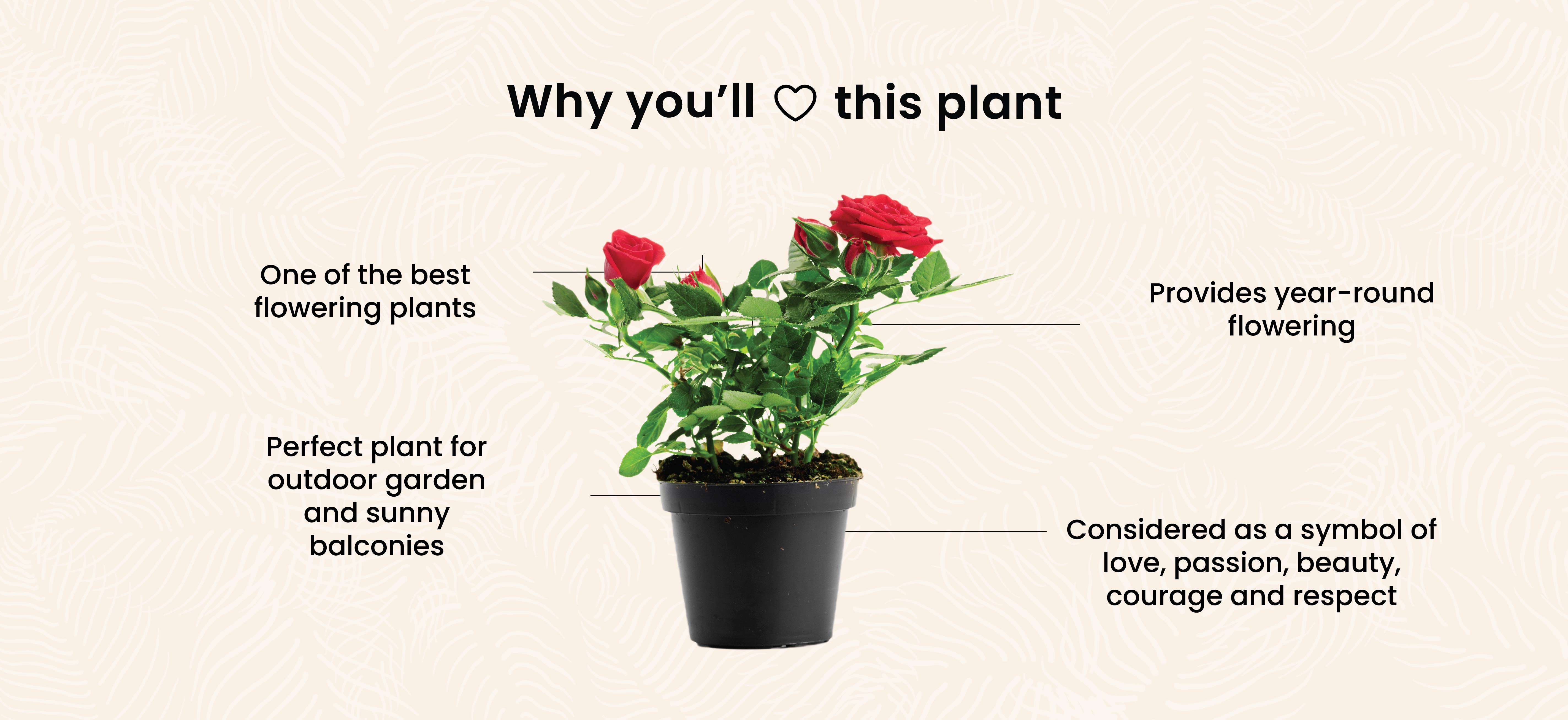 Rose (Red) Ultima Gardening Nursery Best Online Nursery for Plants