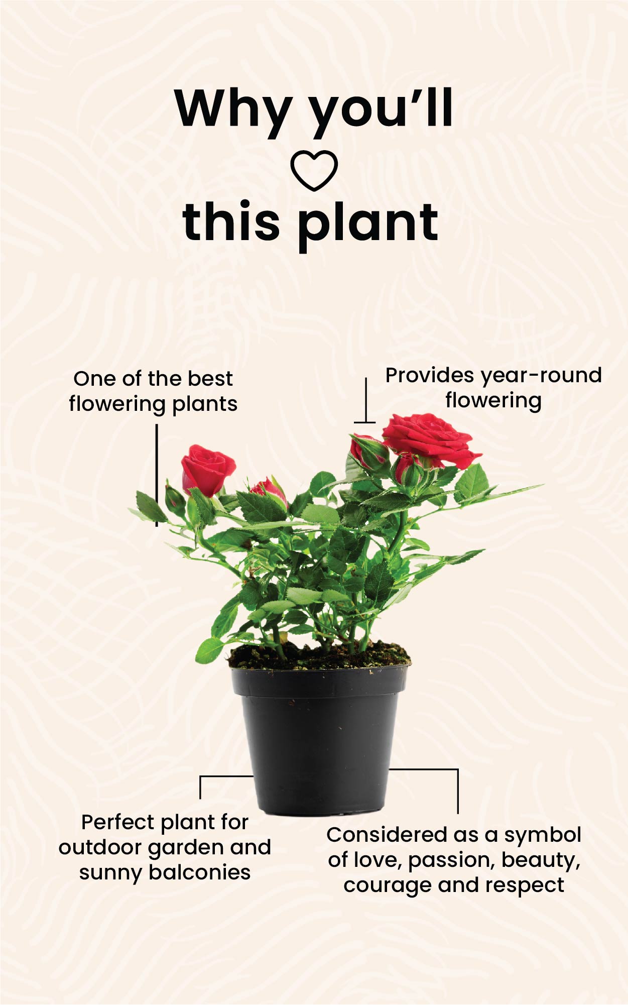 Rose (Red) Ultima Gardening Nursery Best Online Nursery for Plants