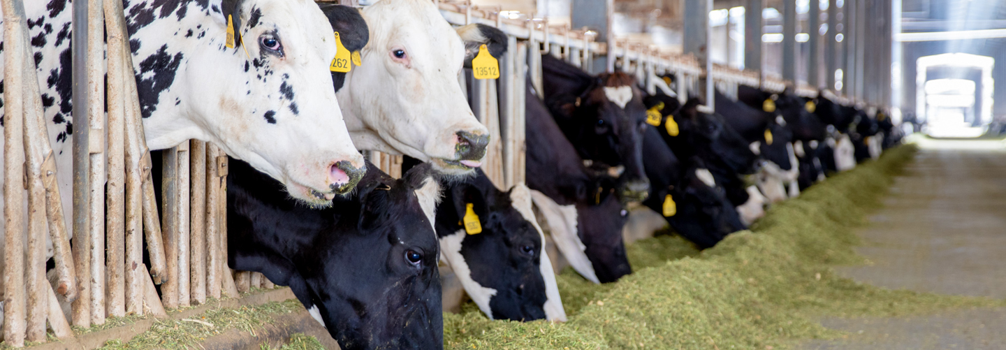 Dairy Farm Visit Dubai UAE Al Rawabi