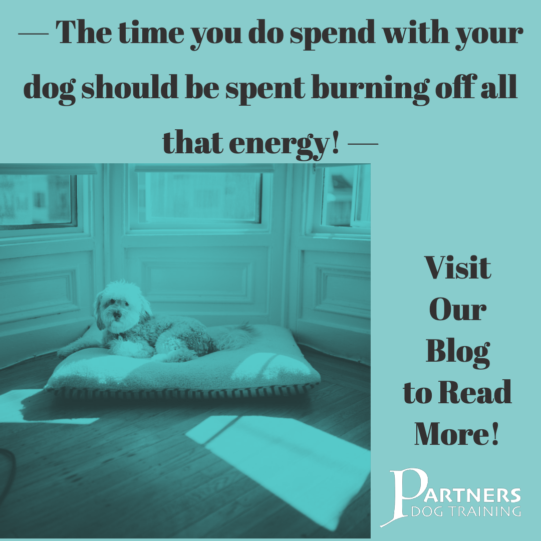 4 Things to Keep High Energy Dogs From Being Naughty Partners Dog