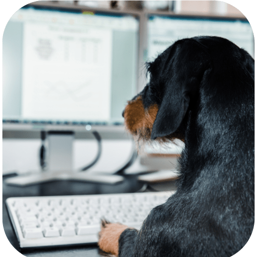 Dog Training Jobs Dog Trainer Jobs in Arizona