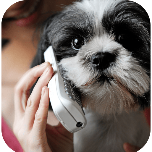 Dog Training Jobs Dog Trainer Jobs in Arizona