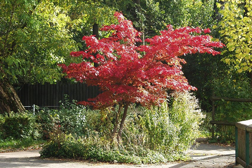 Best Shade Trees Choosing the Best Shade Trees for Your Yard