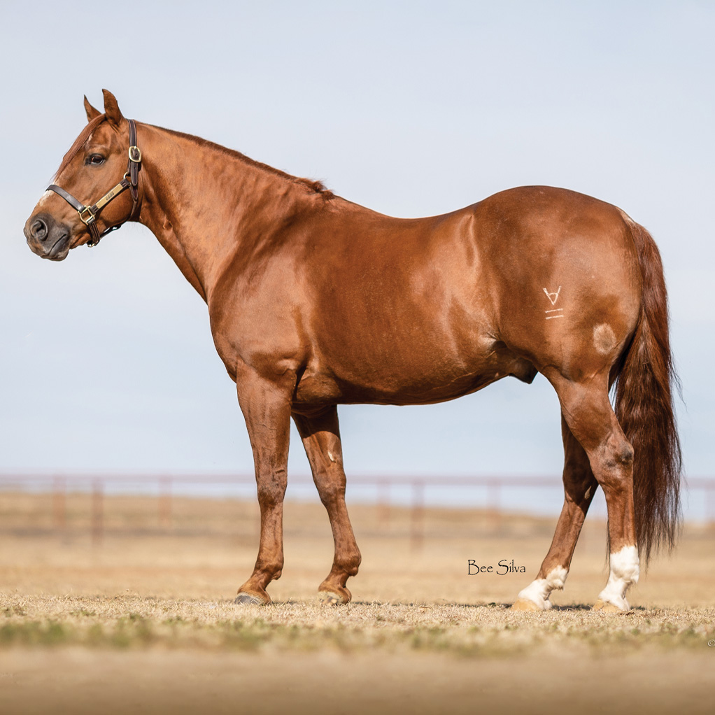 Kit Kat Sugar Stallion Register Directory