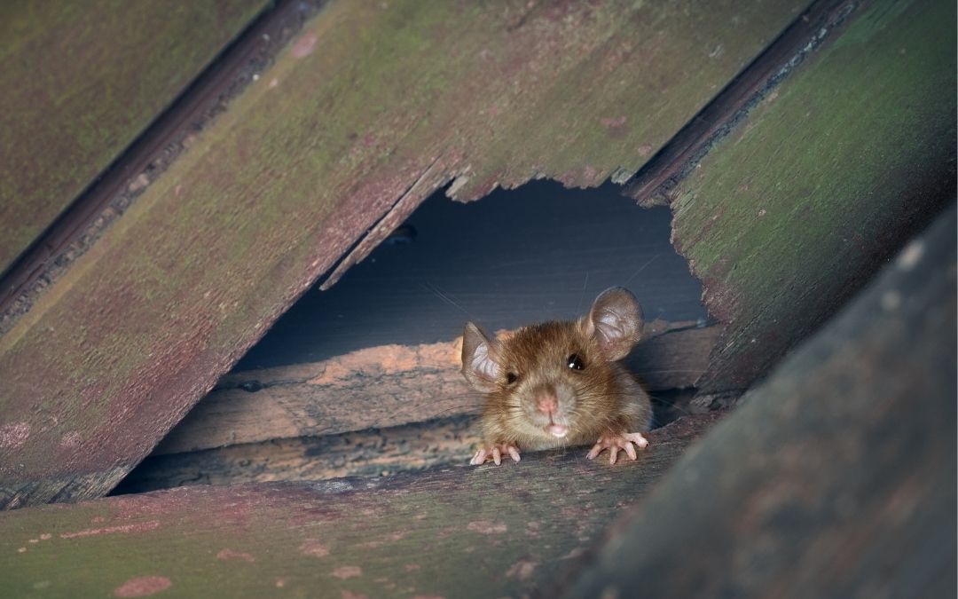 How To Get Rid of Mice in Attics