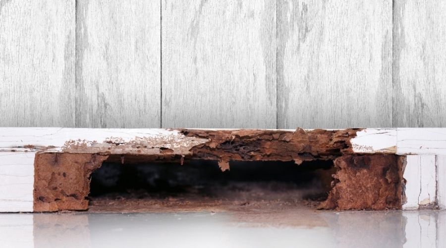 Do Termites Make Noise? What Houston Homeowners Should Be Listening For