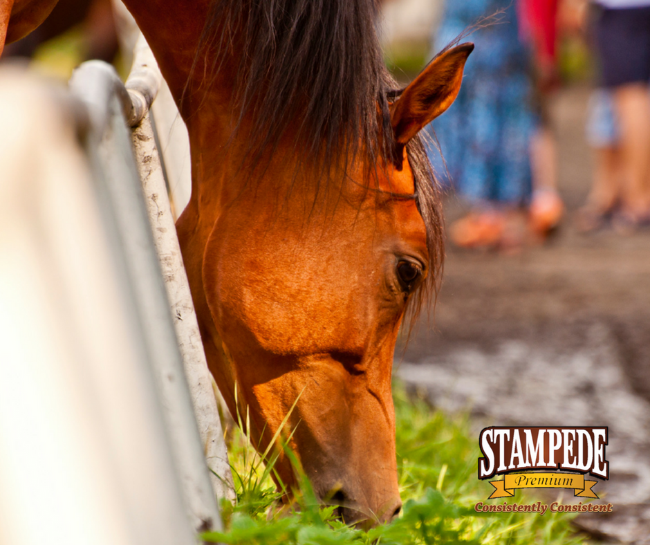 Transitioning your horse from baled hay to cubes or pellets Stampede