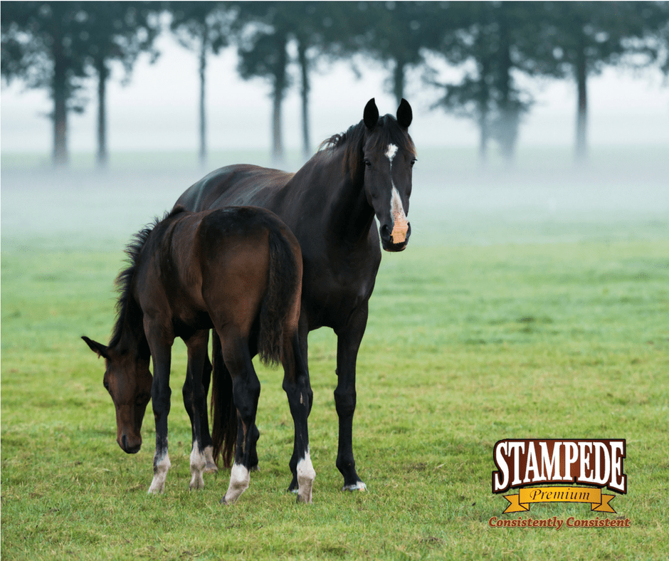 Does Your Horse Get Gas Colic in the Springtime? Stampede Premium
