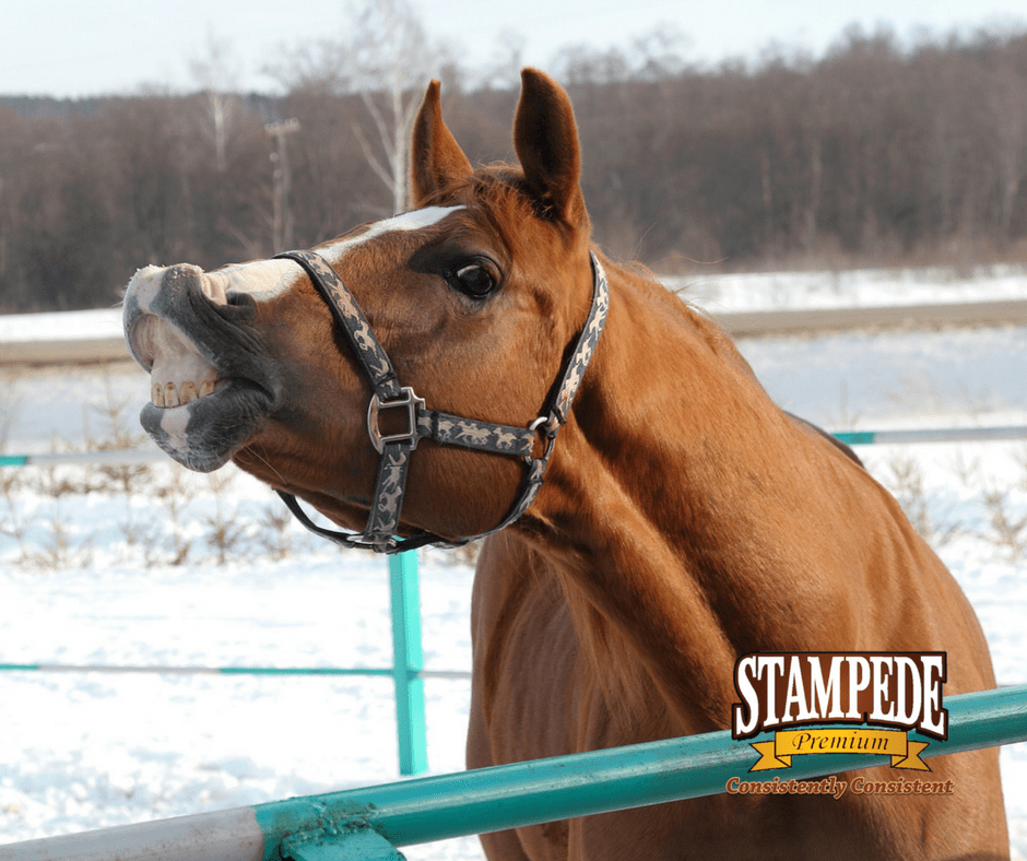 Winterize Your Horse Stampede Premium Forage Consistently Consistent