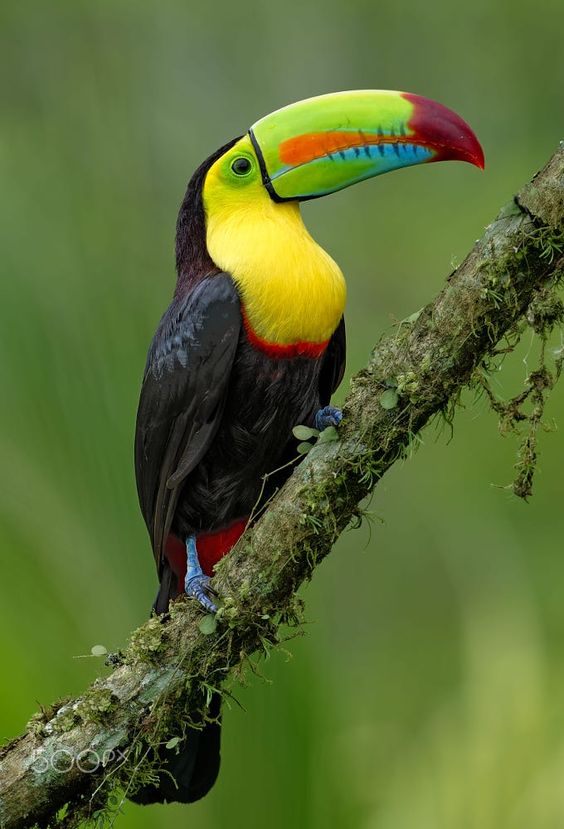 Toucan With Blue Feet