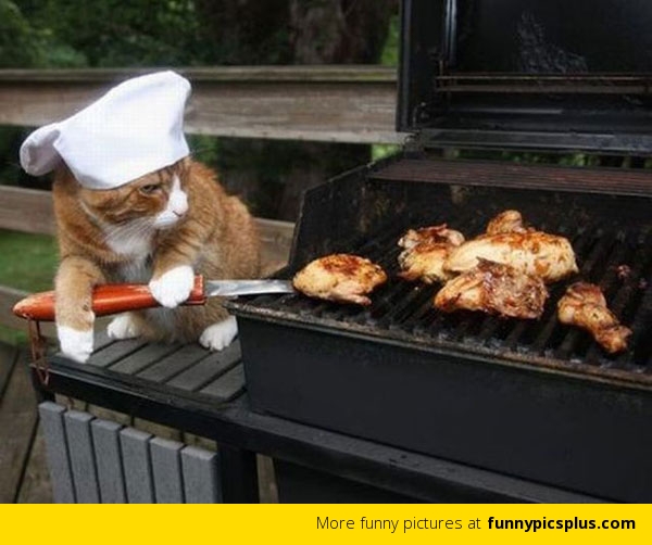 bbqcatfunny Stampladee Deb Valder Paper Crafter Extraordinare