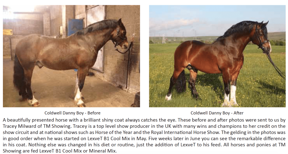 Knowledge Base Stance Global Horse Nutrition