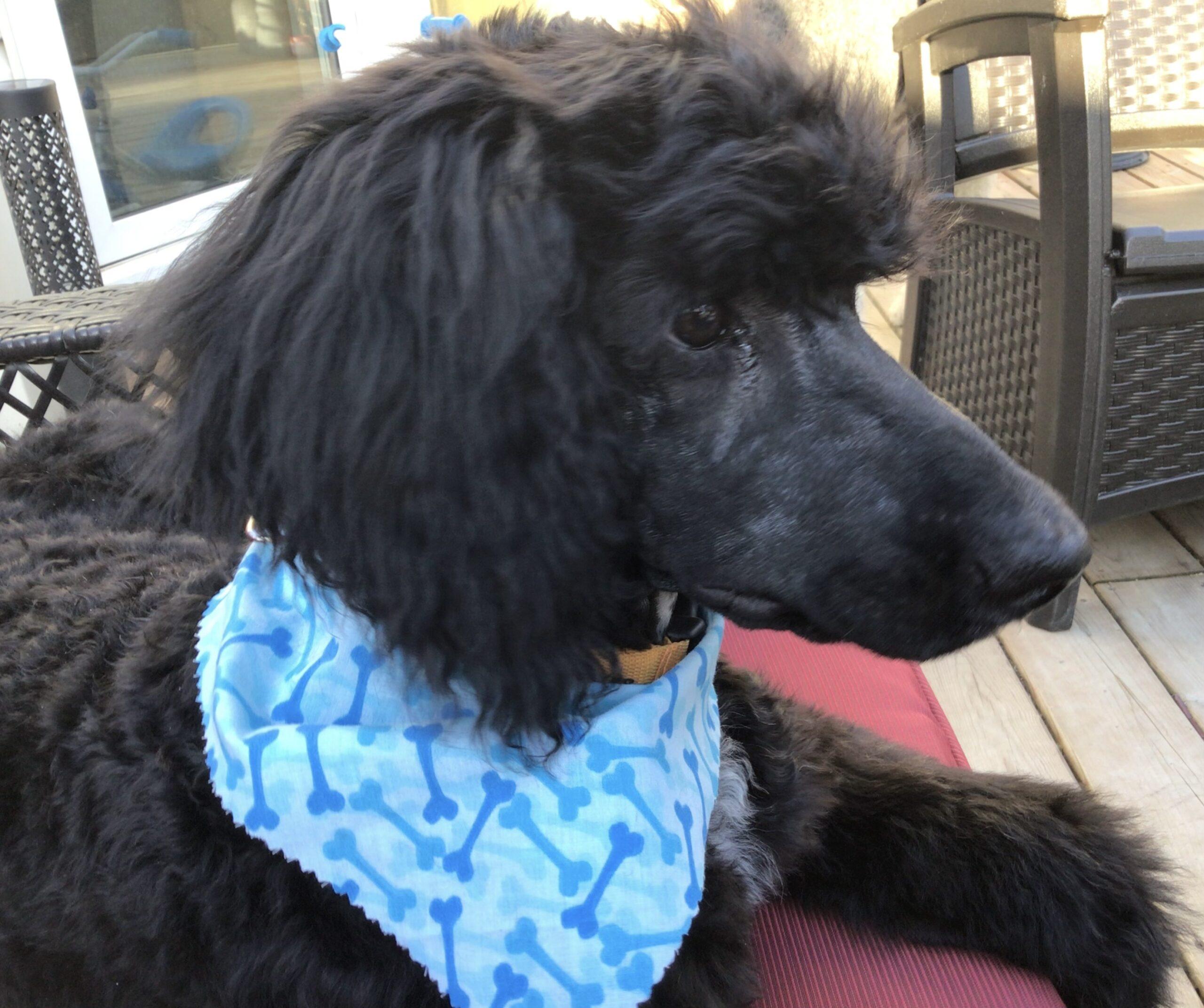 Standard Poodles In Need, Rescue & Rehome