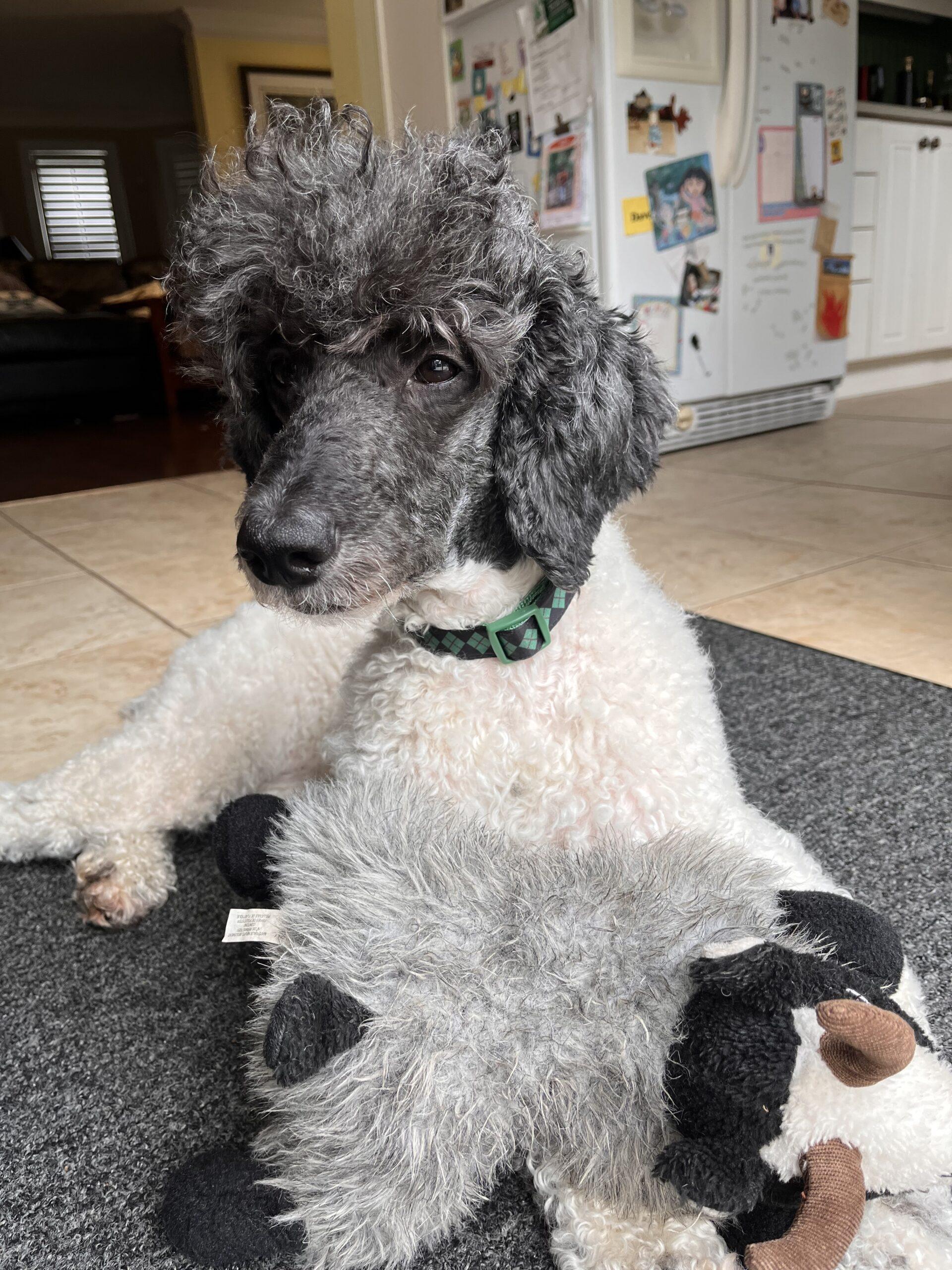 Layla Standard Poodles In Need, Rescue & Rehome