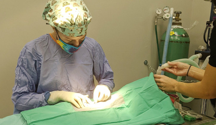 Our Doctors Stand For Animals