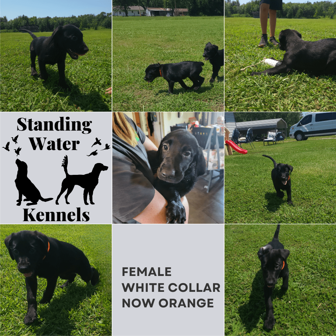 Breeding Standing Water Kennels