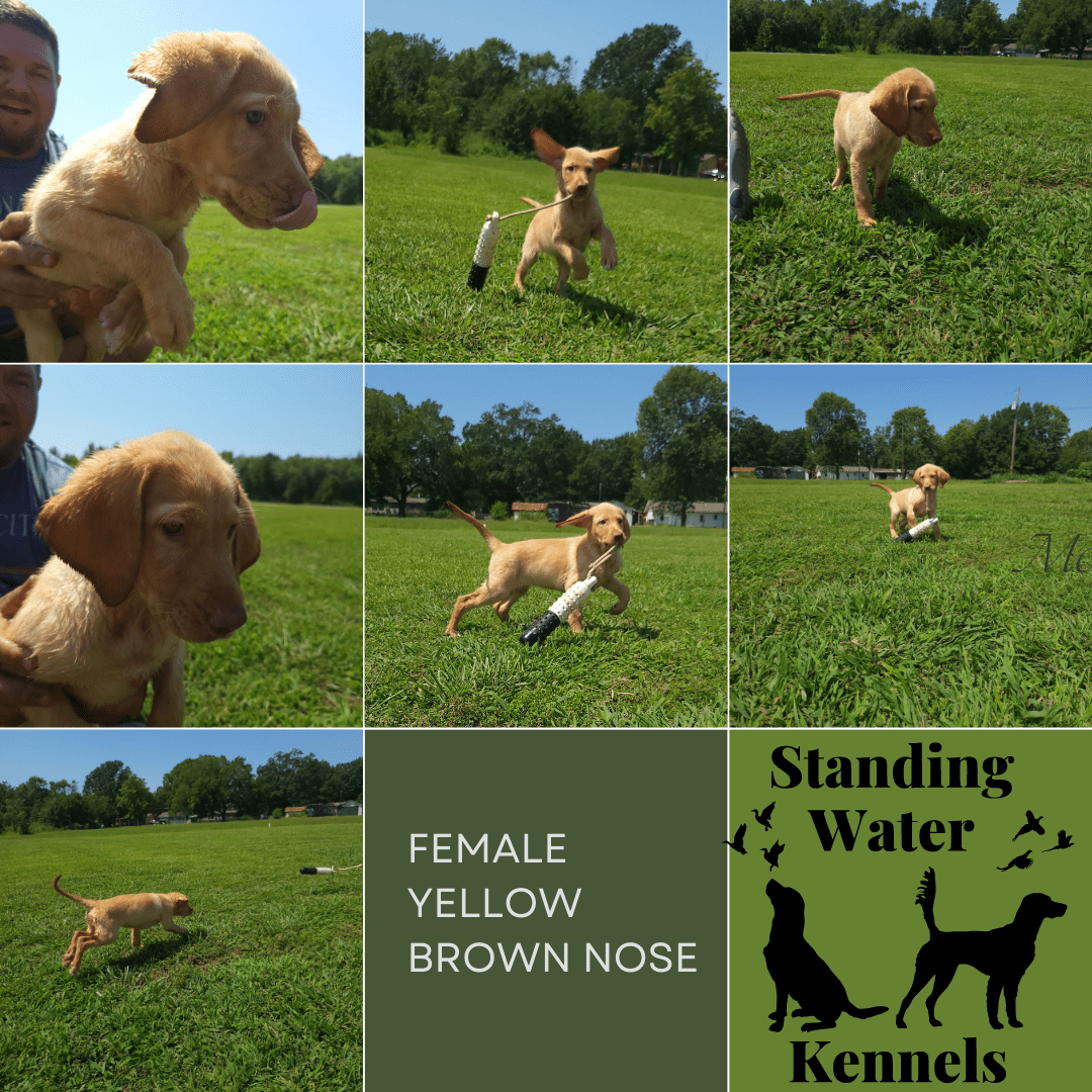 Breeding Standing Water Kennels