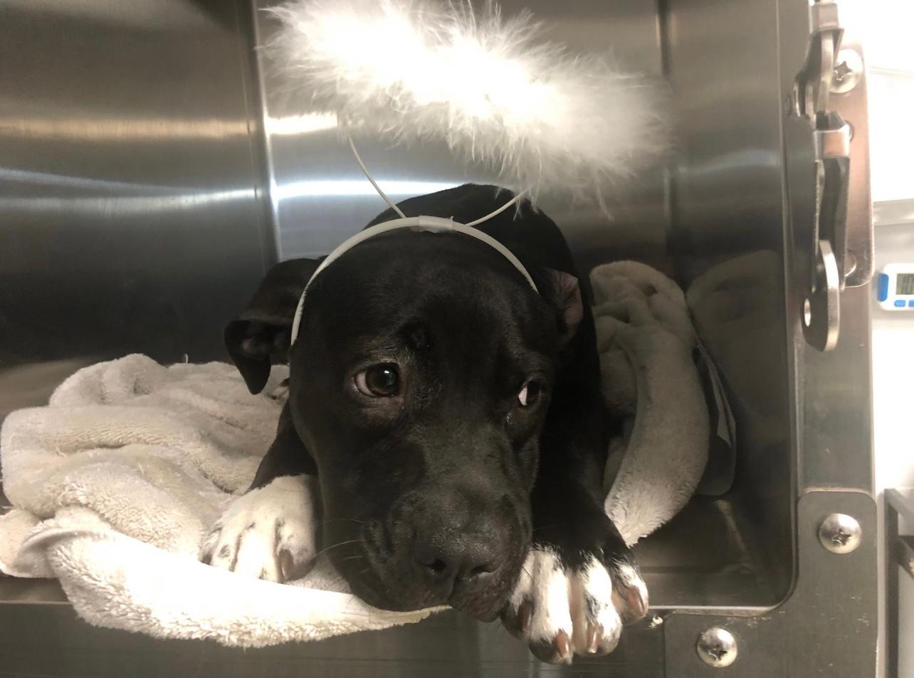 Spay & Neuter ANGEL DAY Memphis, TN!!! Stand Up For Pits Foundation