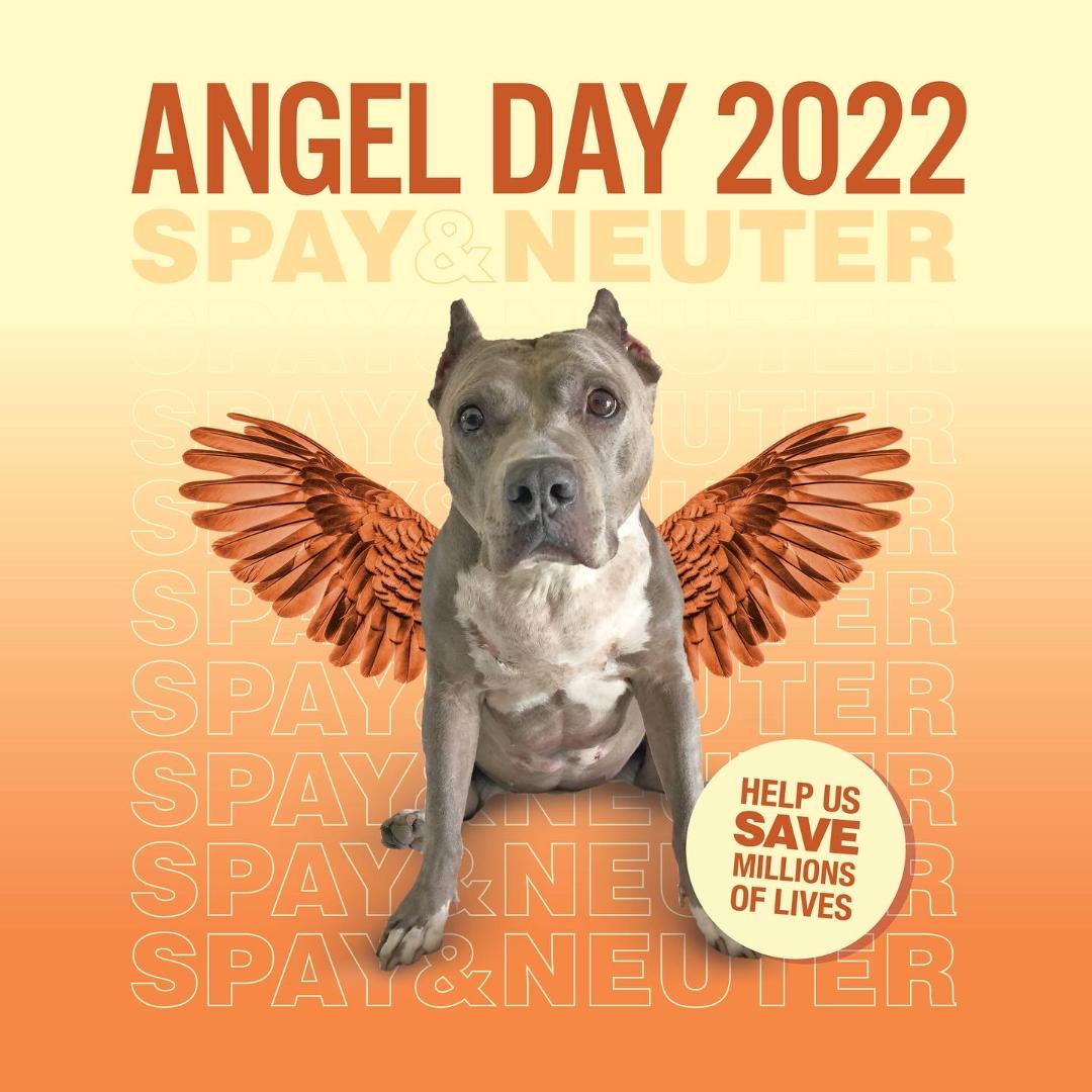 Spay & Neuter ANGEL DAY 2022 starts April 2nd!! Stand Up For Pits